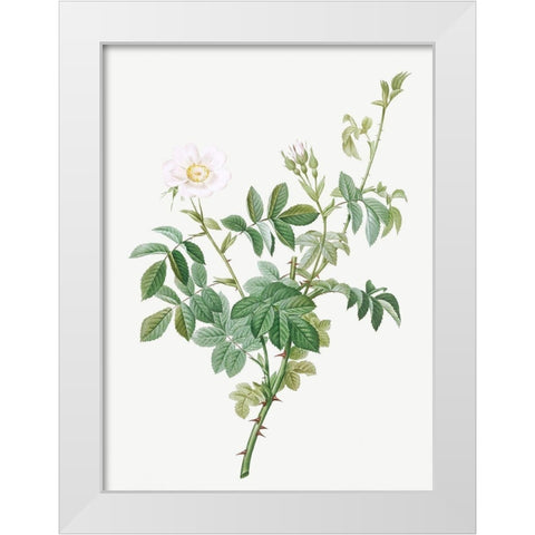 White Downy Rose, Cottony Rose, Rosa tomentosa White Modern Wood Framed Art Print by Redoute, Pierre Joseph