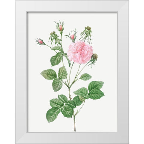 Pink Agatha, Rosa gallica Agatha incarnata White Modern Wood Framed Art Print by Redoute, Pierre Joseph