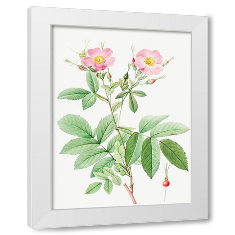Alpine Rose, Alpine Rose with Penduncle and Glaborous Calyx White Modern Wood Framed Art Print by Redoute, Pierre Joseph