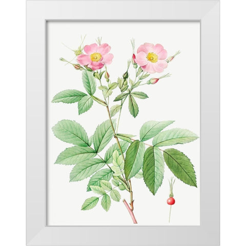 Alpine Rose, Alpine Rose with Penduncle and Glaborous Calyx White Modern Wood Framed Art Print by Redoute, Pierre Joseph
