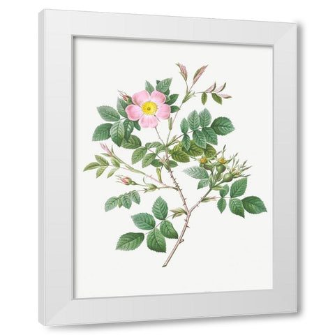 Malmedy Rose, Rosa Malmundariensis White Modern Wood Framed Art Print by Redoute, Pierre Joseph
