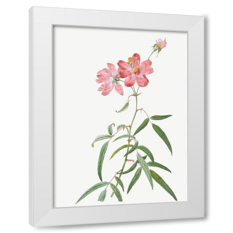 Peach Leafed Rose, Rosa longifolia White Modern Wood Framed Art Print by Redoute, Pierre Joseph
