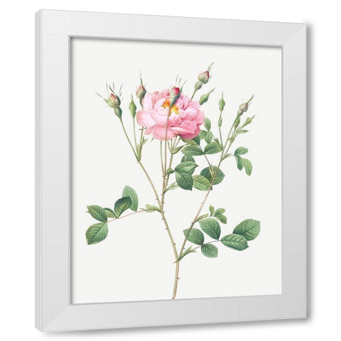 Anemone Flowered Sweetbriar, Rusty Rose with Anemone Flowers White Modern Wood Framed Art Print by Redoute, Pierre Joseph