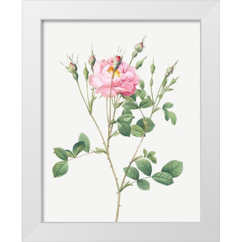 Anemone Flowered Sweetbriar, Rusty Rose with Anemone Flowers White Modern Wood Framed Art Print by Redoute, Pierre Joseph