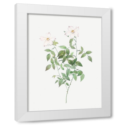 Rosa indica acuminata, Rosebush with Sharp Petals White Modern Wood Framed Art Print by Redoute, Pierre Joseph