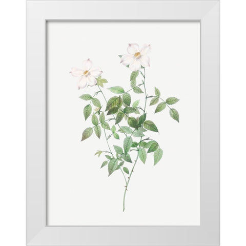 Rosa indica acuminata, Rosebush with Sharp Petals White Modern Wood Framed Art Print by Redoute, Pierre Joseph