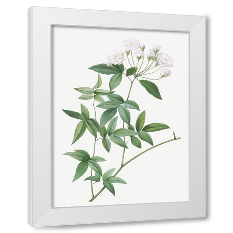 Lady Banks rose, Rosa banksiae White Modern Wood Framed Art Print by Redoute, Pierre Joseph