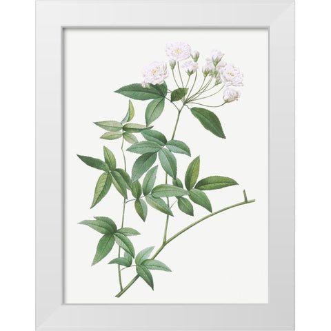 Lady Banks rose, Rosa banksiae White Modern Wood Framed Art Print by Redoute, Pierre Joseph