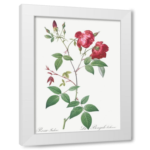 Velvet China Rose, Rosa indica White Modern Wood Framed Art Print by Redoute, Pierre Joseph