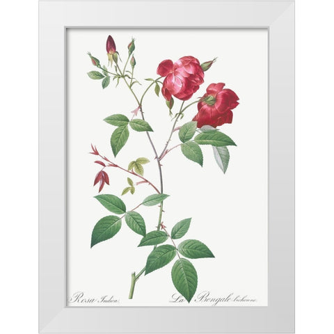 Velvet China Rose, Rosa indica White Modern Wood Framed Art Print by Redoute, Pierre Joseph