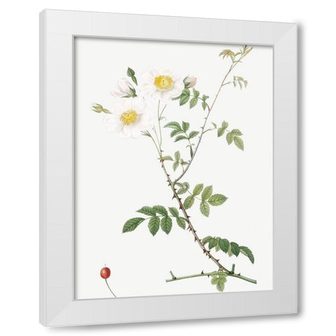 Field Rose, Rosebush with Ovoid Fruits, Rosa arvensis ovata White Modern Wood Framed Art Print by Redoute, Pierre Joseph