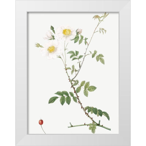 Field Rose, Rosebush with Ovoid Fruits, Rosa arvensis ovata White Modern Wood Framed Art Print by Redoute, Pierre Joseph