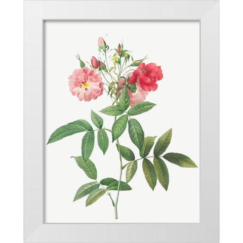 Subcorymbose Hudson Rose, Rosa Hudsoniana Subcorymbosa White Modern Wood Framed Art Print by Redoute, Pierre Joseph