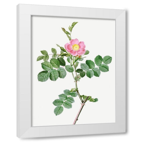 Sweet-Brier Rosebush, Rosa rubiginosa cretica White Modern Wood Framed Art Print by Redoute, Pierre Joseph