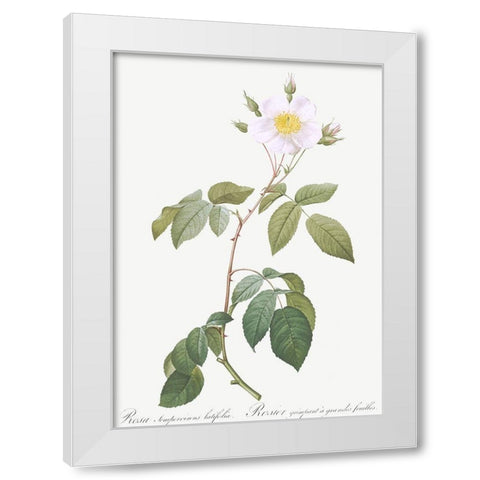 Big Leaved Climbing Rose, Rosa sempervirens latifolia White Modern Wood Framed Art Print by Redoute, Pierre Joseph