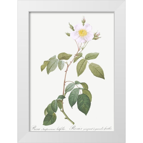 Big Leaved Climbing Rose, Rosa sempervirens latifolia White Modern Wood Framed Art Print by Redoute, Pierre Joseph