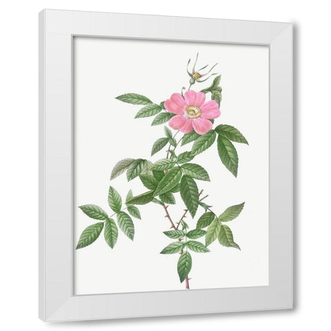 Boursault Rose, Rosa reclinata flore simplici White Modern Wood Framed Art Print by Redoute, Pierre Joseph