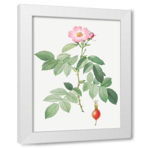 The Apple Rose, Rosa villosa White Modern Wood Framed Art Print by Redoute, Pierre Joseph