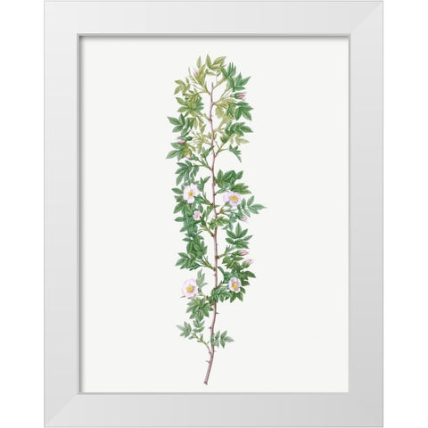 Cuspidate Rose, Rosa aciphylla White Modern Wood Framed Art Print by Redoute, Pierre Joseph