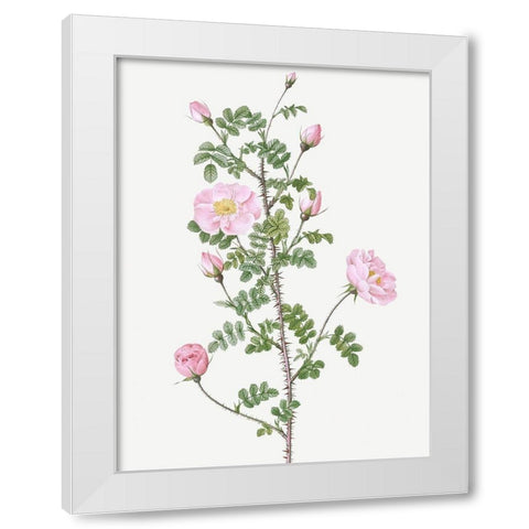 Double Pink Scotch Briar, Red Pimple Rose, Rosa pimpinellifolia rubra White Modern Wood Framed Art Print by Redoute, Pierre Joseph