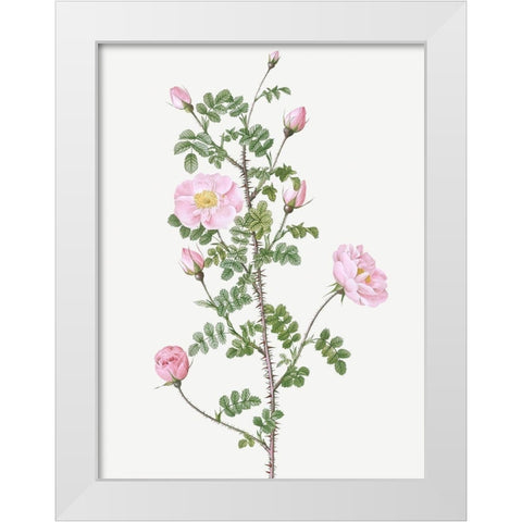 Double Pink Scotch Briar, Red Pimple Rose, Rosa pimpinellifolia rubra White Modern Wood Framed Art Print by Redoute, Pierre Joseph