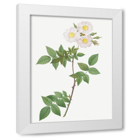 Rosa Collina, Rosa Collina fastigiata White Modern Wood Framed Art Print by Redoute, Pierre Joseph