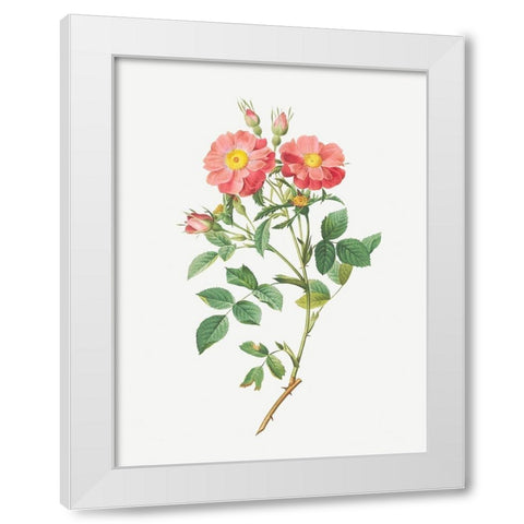 Queen Elizabeths Sweetbriar, Rosehip of Queen Elizabeth, Rosa rubiginosa zabeth White Modern Wood Framed Art Print by Redoute, Pierre Joseph