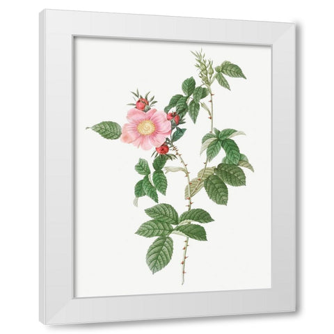 Dog Rose, Big Flowered Dog Rose, Rosa canina grandiflora White Modern Wood Framed Art Print by Redoute, Pierre Joseph