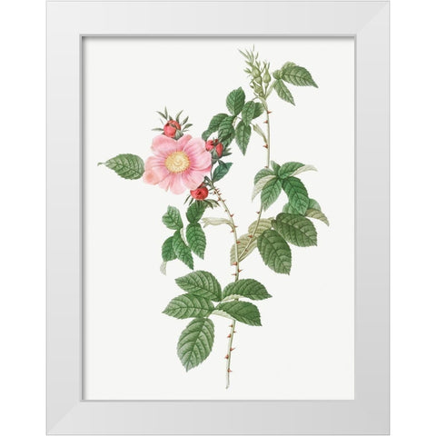 Dog Rose, Big Flowered Dog Rose, Rosa canina grandiflora White Modern Wood Framed Art Print by Redoute, Pierre Joseph