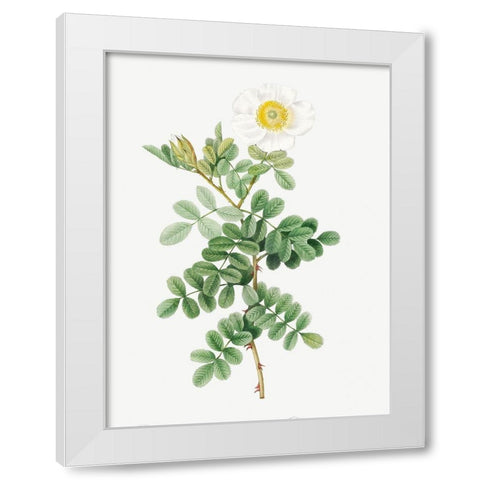 Macartney Rose, Rosa bracteata White Modern Wood Framed Art Print by Redoute, Pierre Joseph