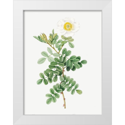 Macartney Rose, Rosa bracteata White Modern Wood Framed Art Print by Redoute, Pierre Joseph