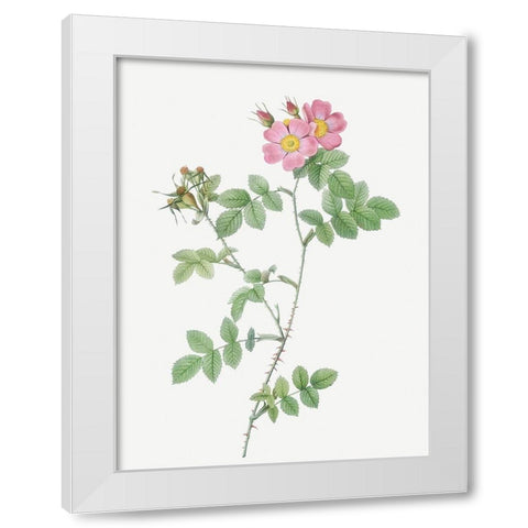 Sweetbriar, Rusty Rose with Three Flowers, Rosa rubiginosa triflora White Modern Wood Framed Art Print by Redoute, Pierre Joseph