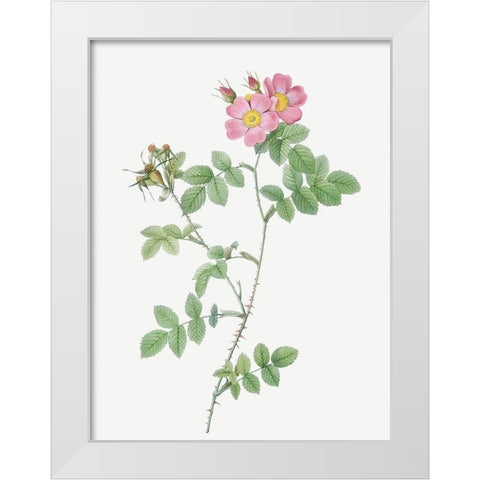 Sweetbriar, Rusty Rose with Three Flowers, Rosa rubiginosa triflora White Modern Wood Framed Art Print by Redoute, Pierre Joseph