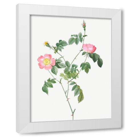 Austrian Briar, Rosa foetida White Modern Wood Framed Art Print by Redoute, Pierre Joseph