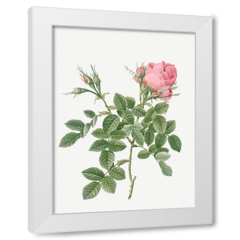 Dwarf Four Seasons Rose, Rosa bifera pumila White Modern Wood Framed Art Print by Redoute, Pierre Joseph
