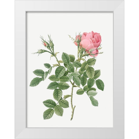 Dwarf Four Seasons Rose, Rosa bifera pumila White Modern Wood Framed Art Print by Redoute, Pierre Joseph