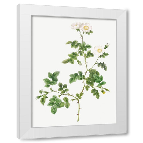 White Sweetbriar, Wild Rose of Valiant, Rosa rubignosa vaillantiana White Modern Wood Framed Art Print by Redoute, Pierre Joseph