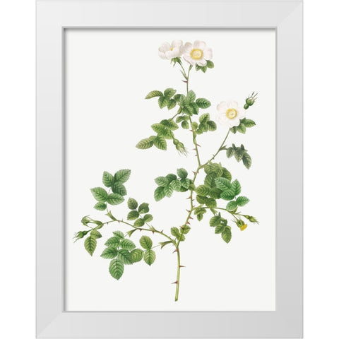 White Sweetbriar, Wild Rose of Valiant, Rosa rubignosa vaillantiana White Modern Wood Framed Art Print by Redoute, Pierre Joseph