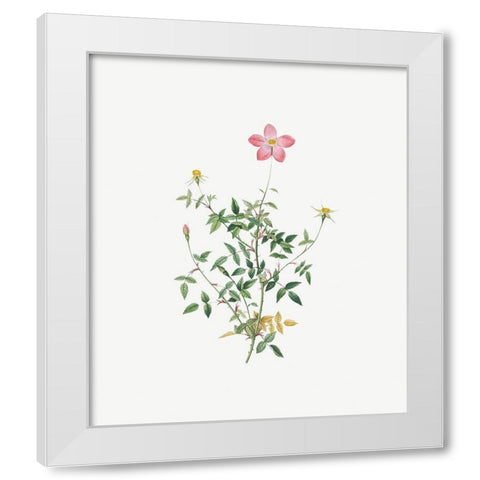 Single Dwarf China Rose, Rosa indica pumila, flore simplici White Modern Wood Framed Art Print by Redoute, Pierre Joseph