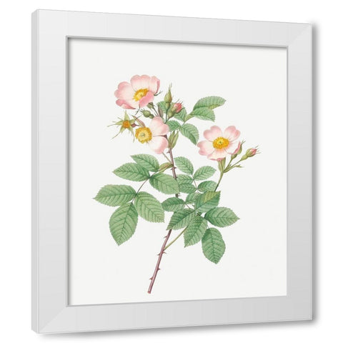 Short Styled Field Rose, Rose Bush with Erect Stems, Rosa stylosa White Modern Wood Framed Art Print by Redoute, Pierre Joseph