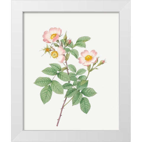 Short Styled Field Rose, Rose Bush with Erect Stems, Rosa stylosa White Modern Wood Framed Art Print by Redoute, Pierre Joseph