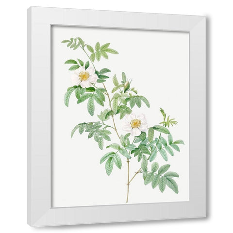 Clinophylla,  Rose Leaved Leaves White Modern Wood Framed Art Print by Redoute, Pierre Joseph