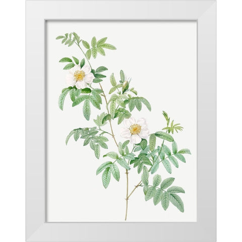Clinophylla,  Rose Leaved Leaves White Modern Wood Framed Art Print by Redoute, Pierre Joseph