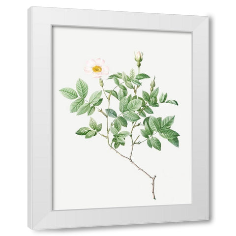 Farinose Rose, Flowery Rosebush, Rosa farinosa White Modern Wood Framed Art Print by Redoute, Pierre Joseph