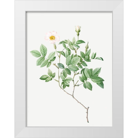 Farinose Rose, Flowery Rosebush, Rosa farinosa White Modern Wood Framed Art Print by Redoute, Pierre Joseph