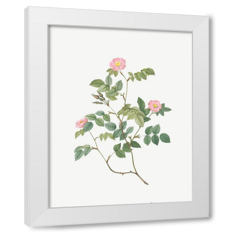 Eglantine, Wild Rosehips, Rosa rubiginosa nemoralis White Modern Wood Framed Art Print by Redoute, Pierre Joseph