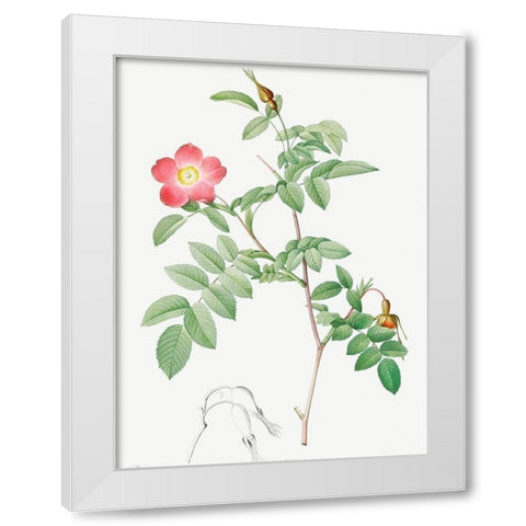 Alpine Rose, Rose of the Alps with Hanging Fruits, Rosa pendulina White Modern Wood Framed Art Print by Redoute, Pierre Joseph