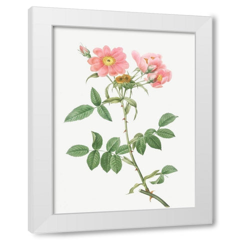 Rose of Lady Monson, Rosa collina monsoniana White Modern Wood Framed Art Print by Redoute, Pierre Joseph
