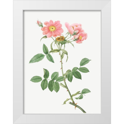 Rose of Lady Monson, Rosa collina monsoniana White Modern Wood Framed Art Print by Redoute, Pierre Joseph