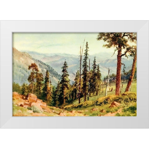 Redwoods of Great Twin Valleys-California 1914 White Modern Wood Framed Art Print by Palmer, Sutton